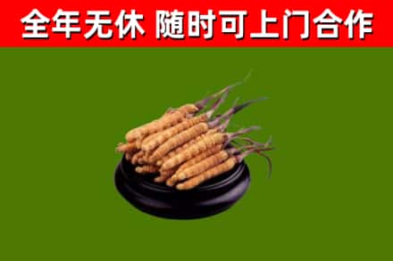 原州回收散虫草